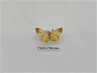 藏品(中國蛾類)的圖片